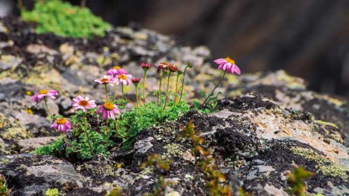 Rośliny na skalniak: wiosenna piątka skalna czyli 5 najpopularniejszych bylin na skalniaki