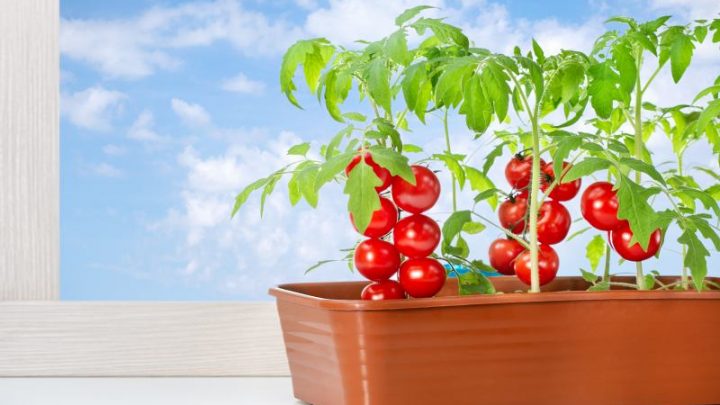 Pomidory kwitną ale nie zapylają owoców- dlaczego? Jak zapylać pomidory?