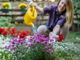 Jak hodować i wykorzystywać kocanki w ogrodzie – przewodnik po gatunkach do uprawy