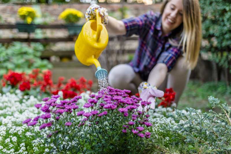 Jak hodować i wykorzystywać kocanki w ogrodzie – przewodnik po gatunkach do uprawy