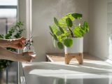 Jakie rośliny doniczkowe wybrać do łazienki Idealne rośliny do warunków panujących w łazience