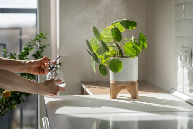 Jakie rośliny doniczkowe wybrać do łazienki Idealne rośliny do warunków panujących w łazience