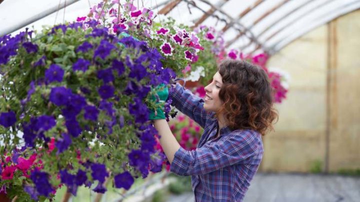 Jak dbać o digitalis purpurea – wskazówki uprawowe i zastosowanie w projektowaniu ogrodów, plus przegląd najatrakcyjniejszych odmian