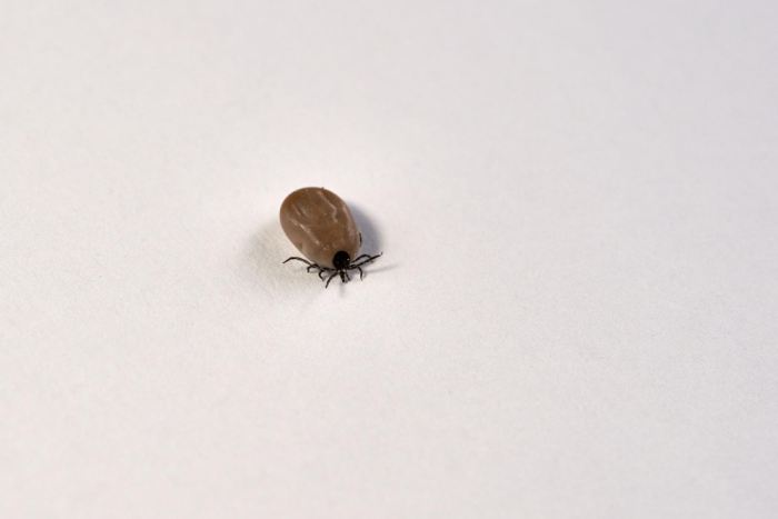 Borelioza z Lyme: objawy, przyczyny i leczenie