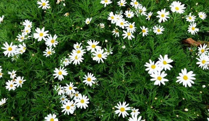 Złocień krzewiasty Argyranthemum: ciekawa kwitnąca roślina balkonowa i rabatowa – zdjęcia odmian